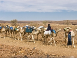 Camel caravan (Mauritania, allposters.com)